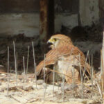 Balade au bois de Vincennes