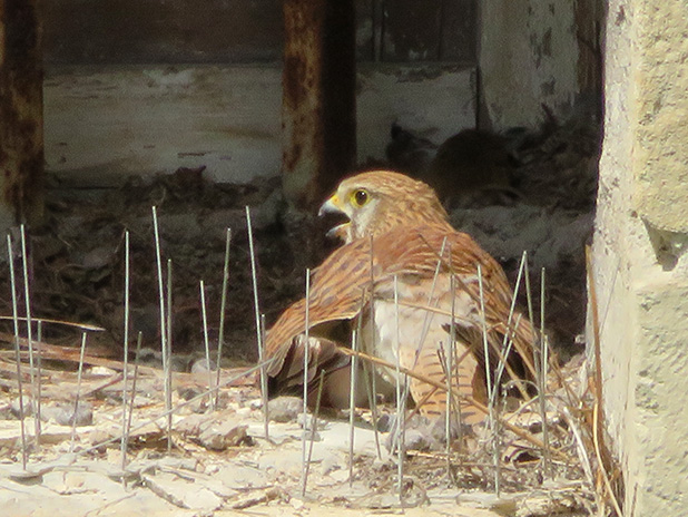 You are currently viewing Balade au bois de Vincennes