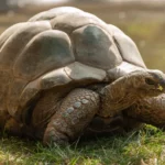 Jardin et (pour ceux qui veulent ) ménagerie  du jardin des plantes