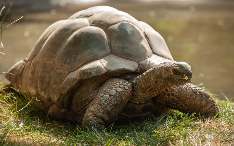 You are currently viewing Jardin et (pour ceux qui veulent ) ménagerie  du jardin des plantes